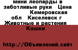 мини леопарды в заботливые руки › Цена ­ 12 000 - Кемеровская обл., Киселевск г. Животные и растения » Кошки   